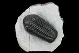 Boeckops Trilobite - Top Quality Specimen #165466-1